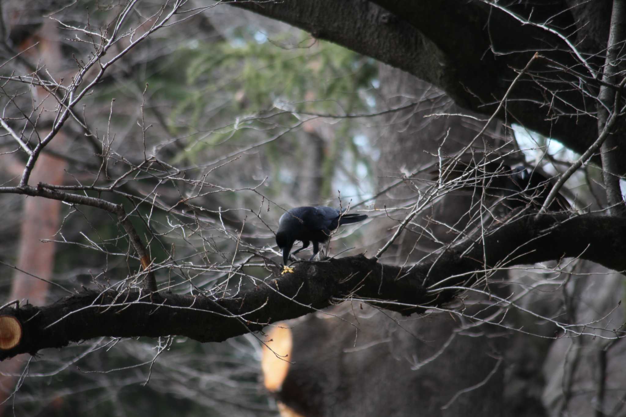 Photo of Large-billed Crow at 野川公園 by スイジィ