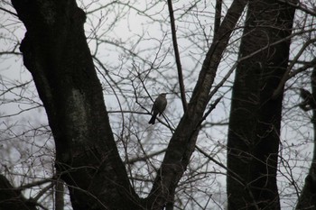 Brown-eared Bulbul 野川公園 Sun, 2/18/2024