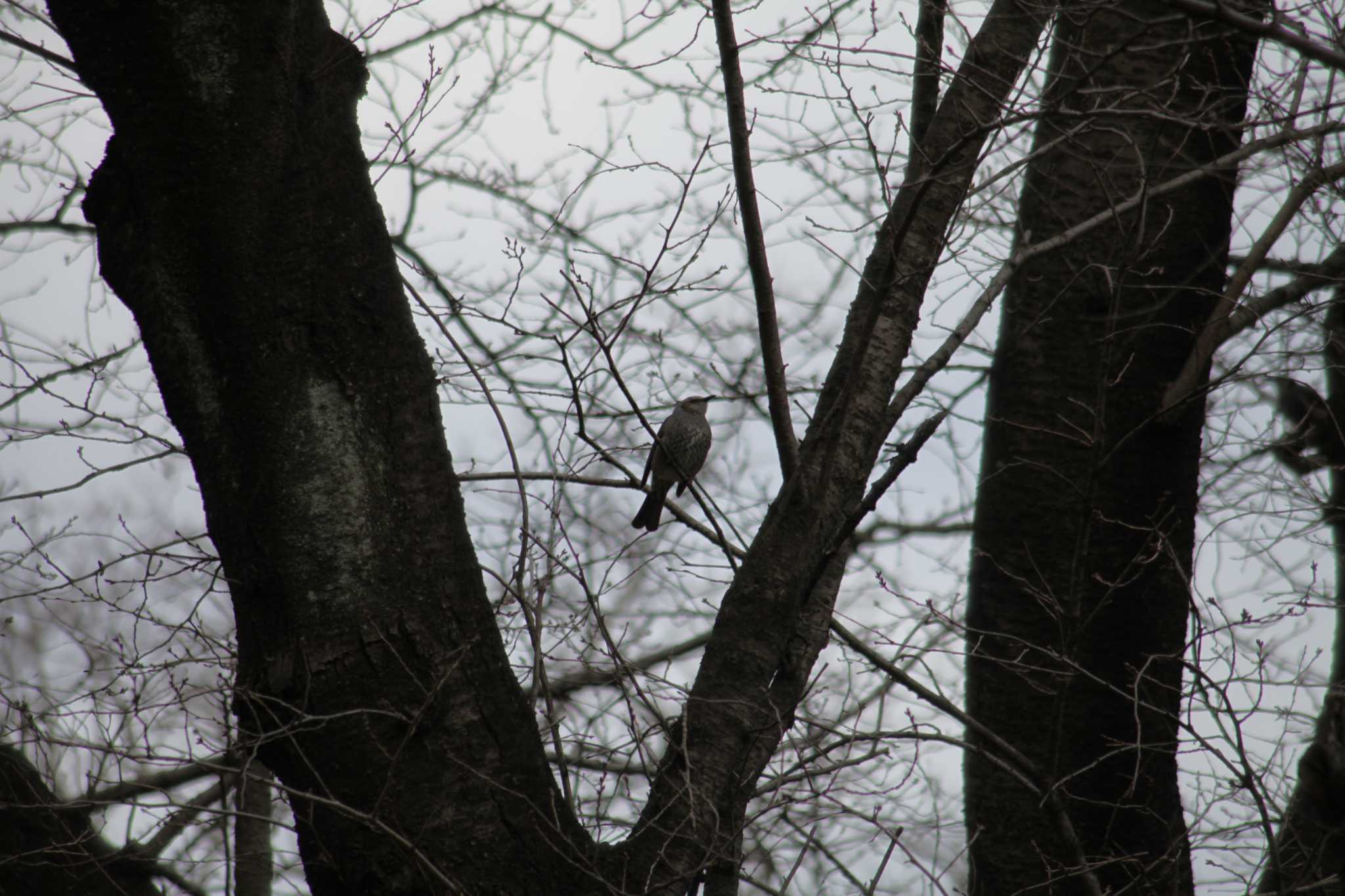 Photo of Brown-eared Bulbul at 野川公園 by スイジィ