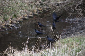 Large-billed Crow 野川公園 Sun, 2/18/2024