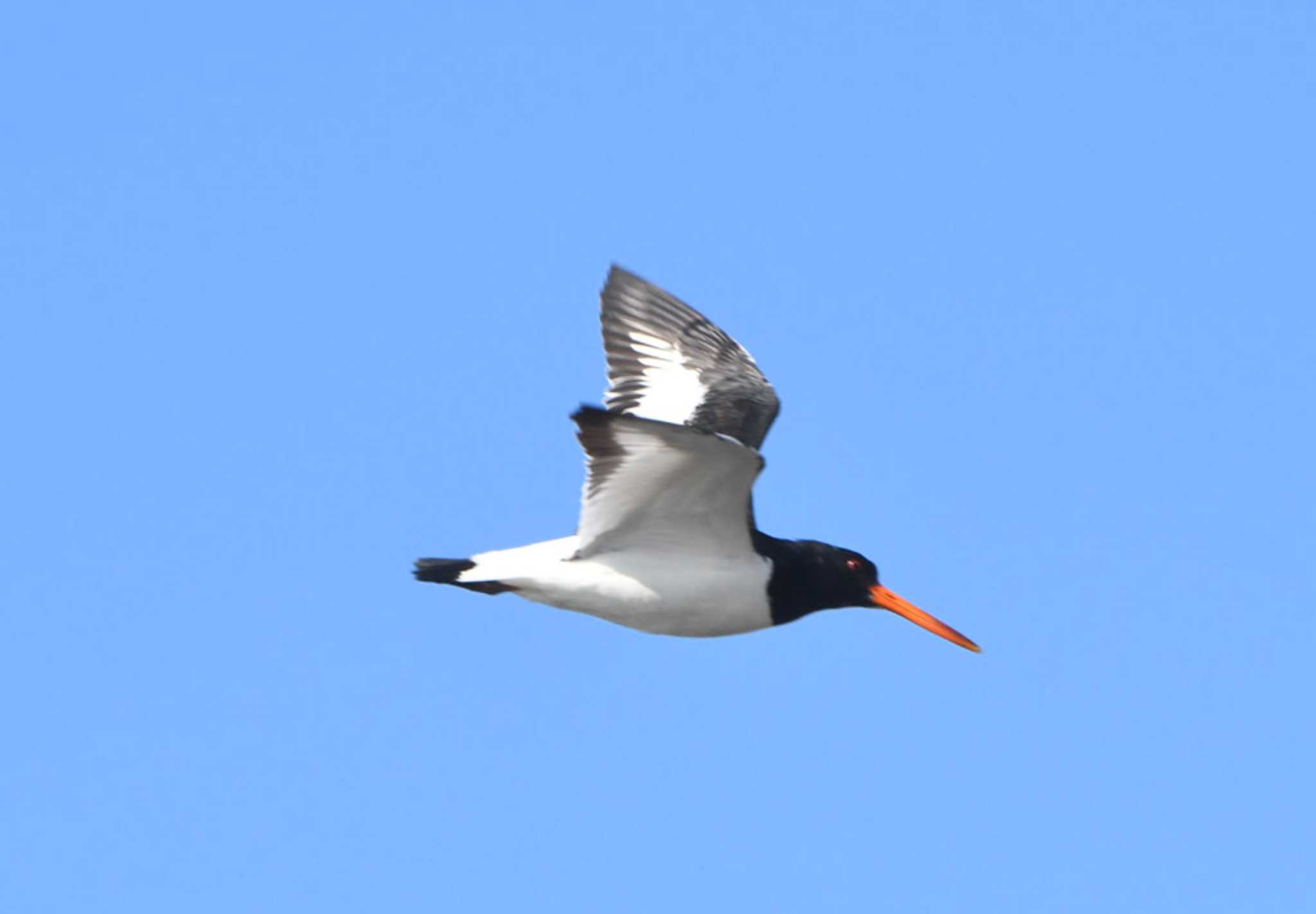 Photo of Eurasian Oystercatcher at Sambanze Tideland by TOM57