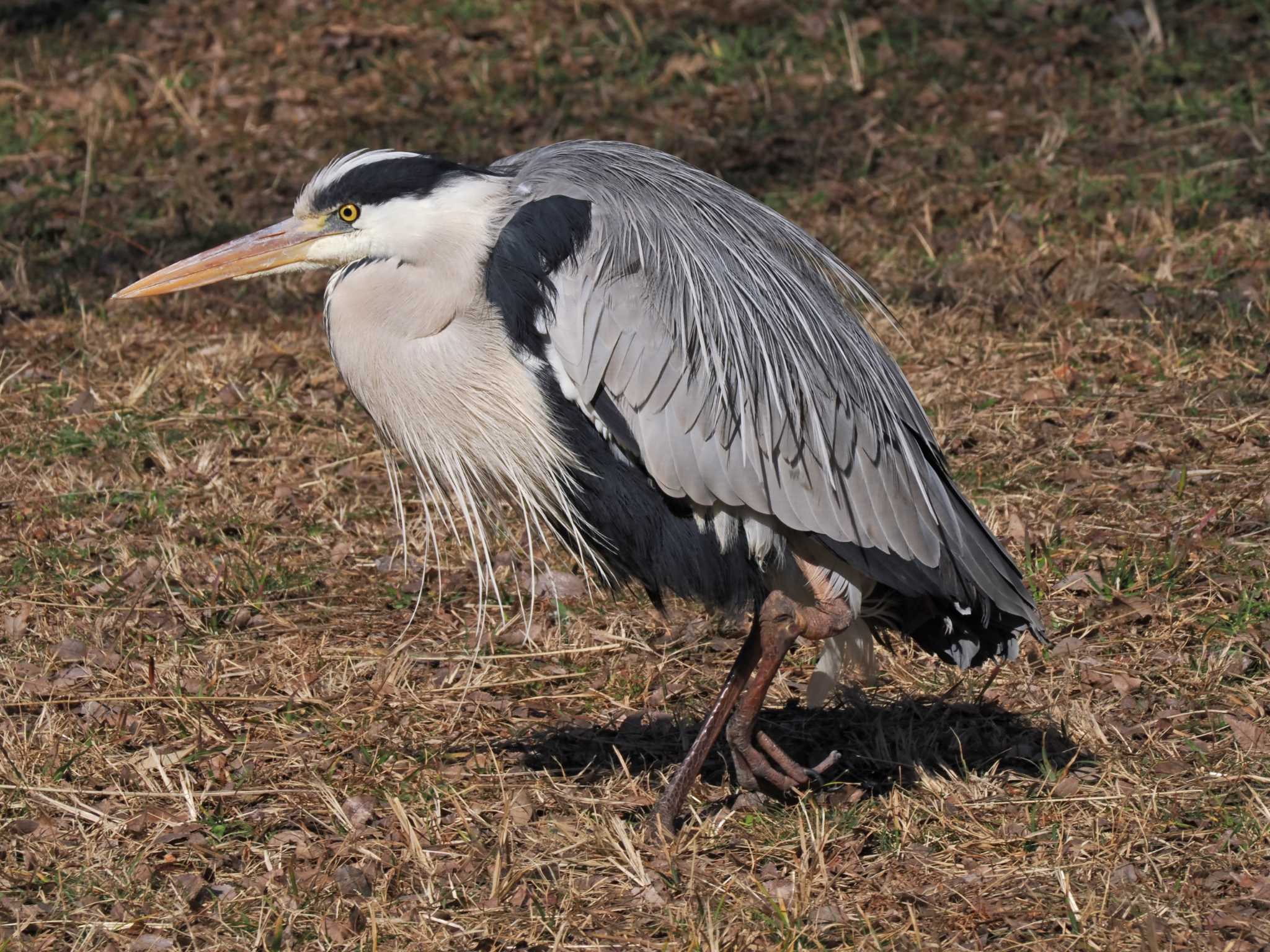 Grey Heron