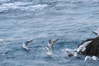 ユリカモメ 真鶴岬 2024年2月7日(水)