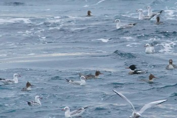 Red-breasted Merganser 真鶴岬 Wed, 2/7/2024