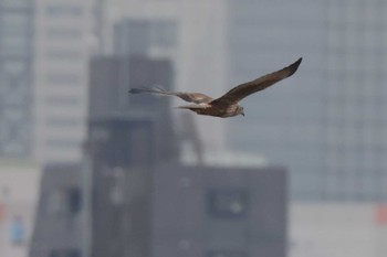 Eastern Marsh Harrier 淀川河川敷 Thu, 2/15/2024