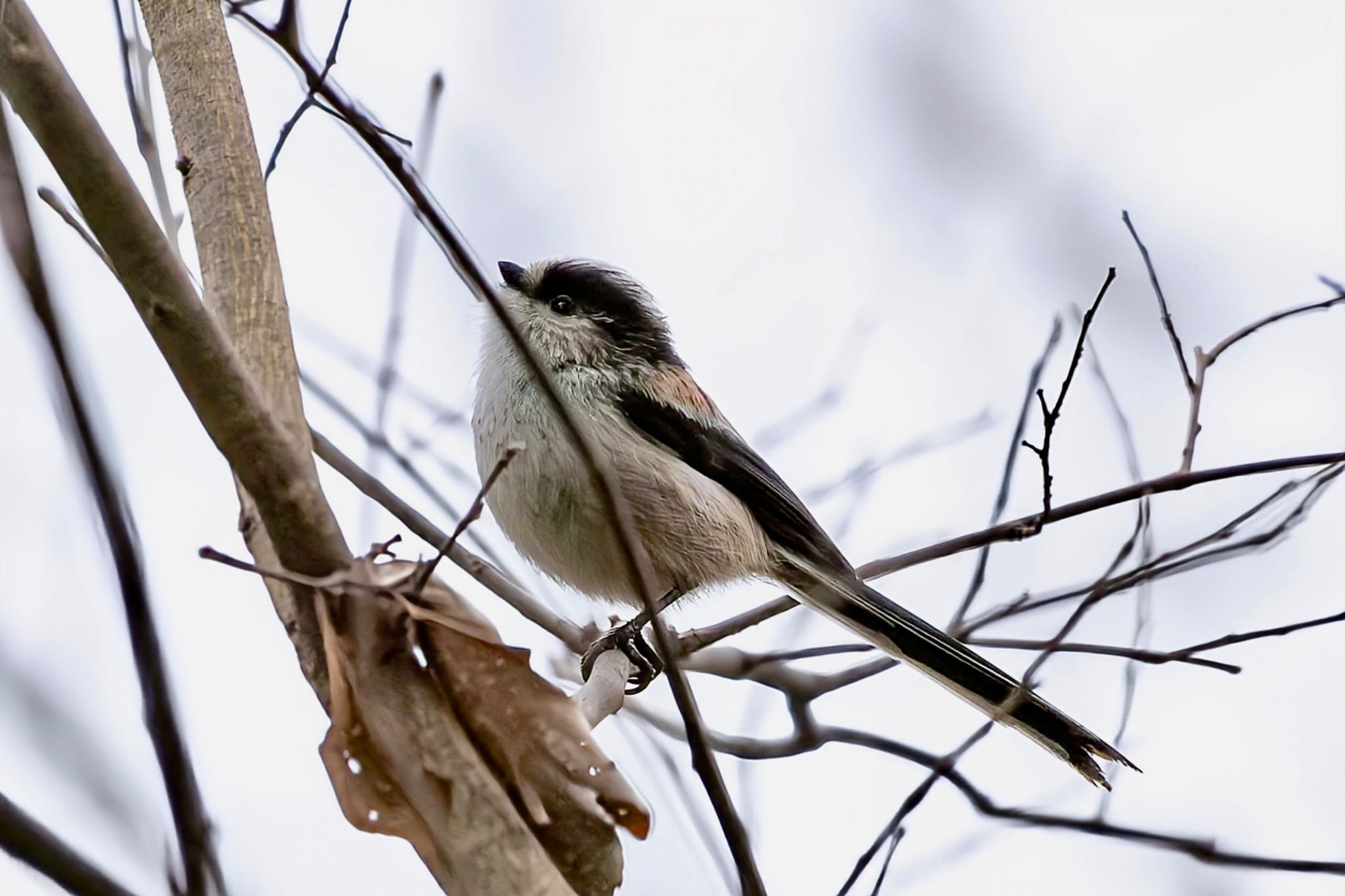 秋ヶ瀬公園(野鳥の森) エナガの写真 by Tomo