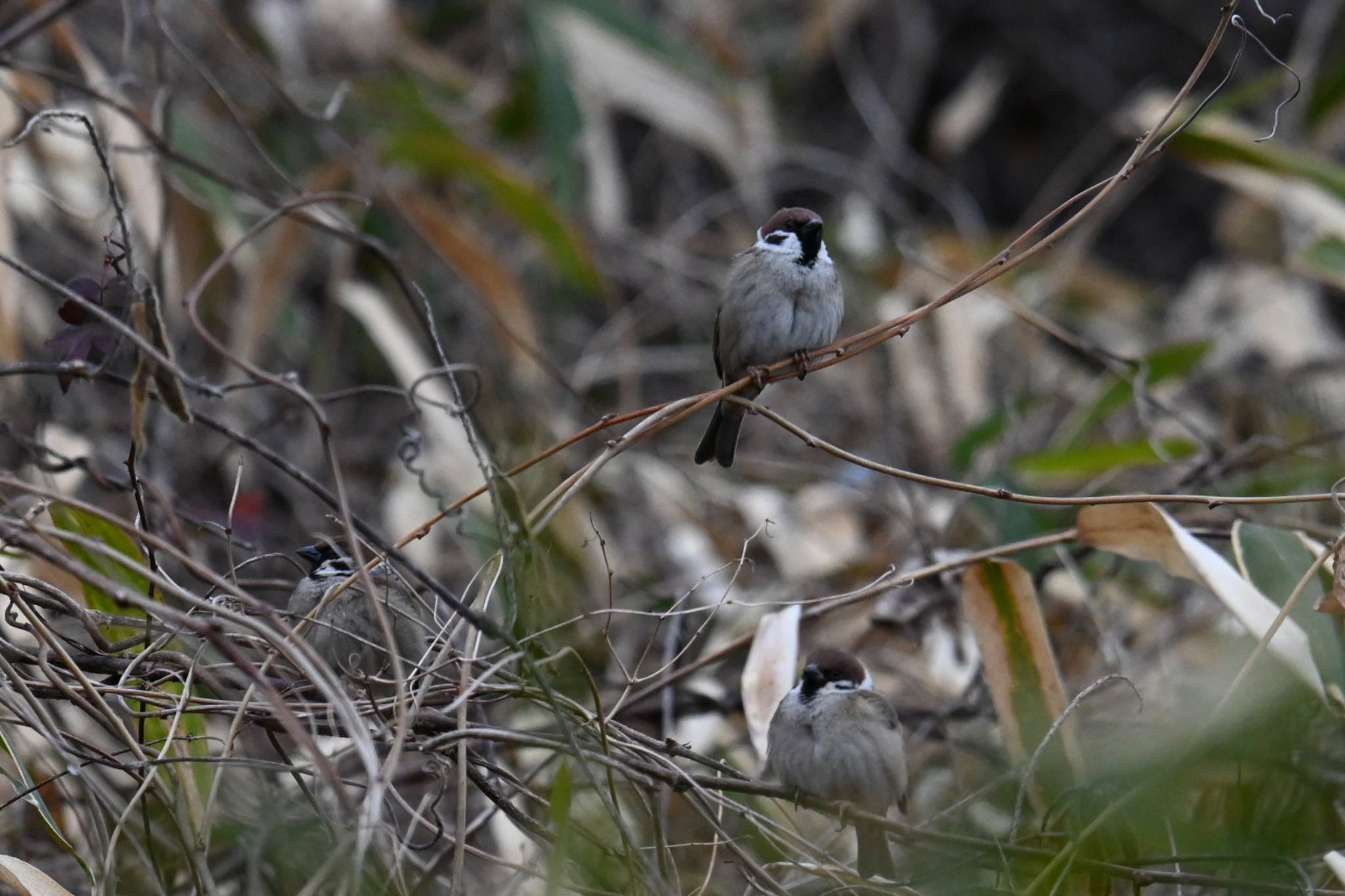 Photo of Eurasian Tree Sparrow at 仙台市 by ＭＡＲＵ。