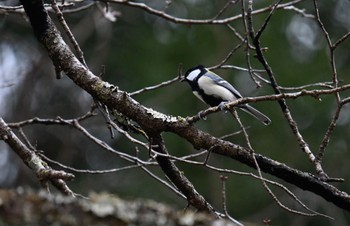 Japanese Tit 太白山自然観察の森 Mon, 2/19/2024