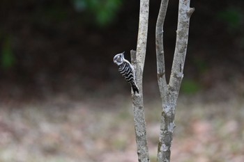 Japanese Pygmy Woodpecker 太白山自然観察の森 Mon, 2/19/2024