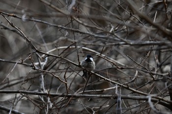 Coal Tit 太白山自然観察の森 Mon, 2/19/2024