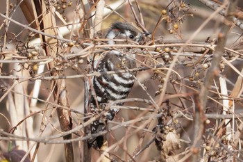 2024年1月28日(日) 多摩川緑地くじら運動公園の野鳥観察記録