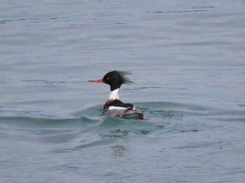 Red-breasted Merganser 志津川湾 Thu, 2/15/2024