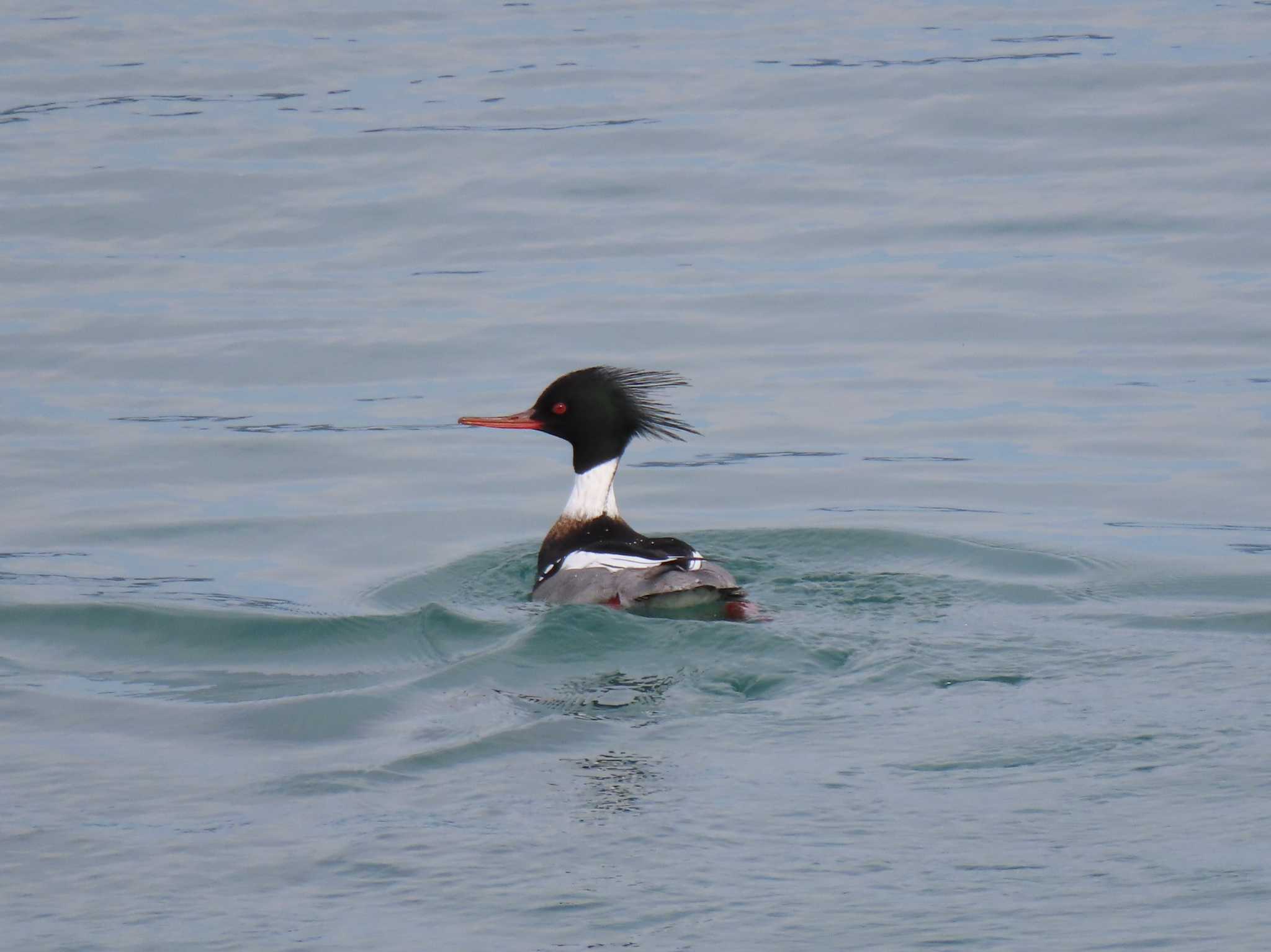 Red-breasted Merganser