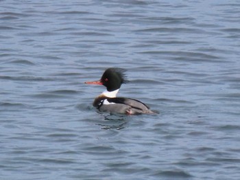 Red-breasted Merganser 志津川湾 Thu, 2/15/2024