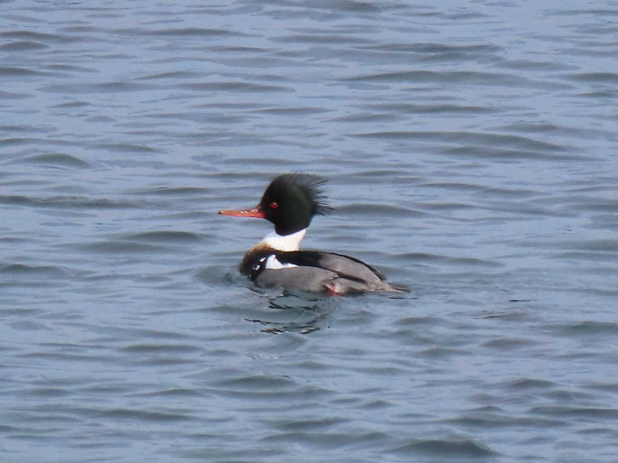 Red-breasted Merganser