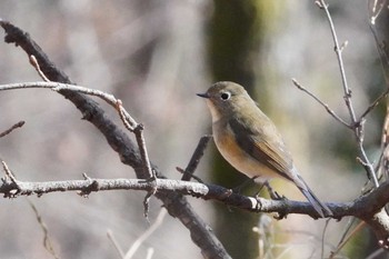 2024年2月3日(土) 小宮公園(八王子)の野鳥観察記録