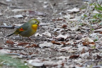 2024年2月11日(日) 黒川清流公園の野鳥観察記録