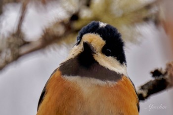 Varied Tit 創造の森(山梨県) Sat, 2/17/2024