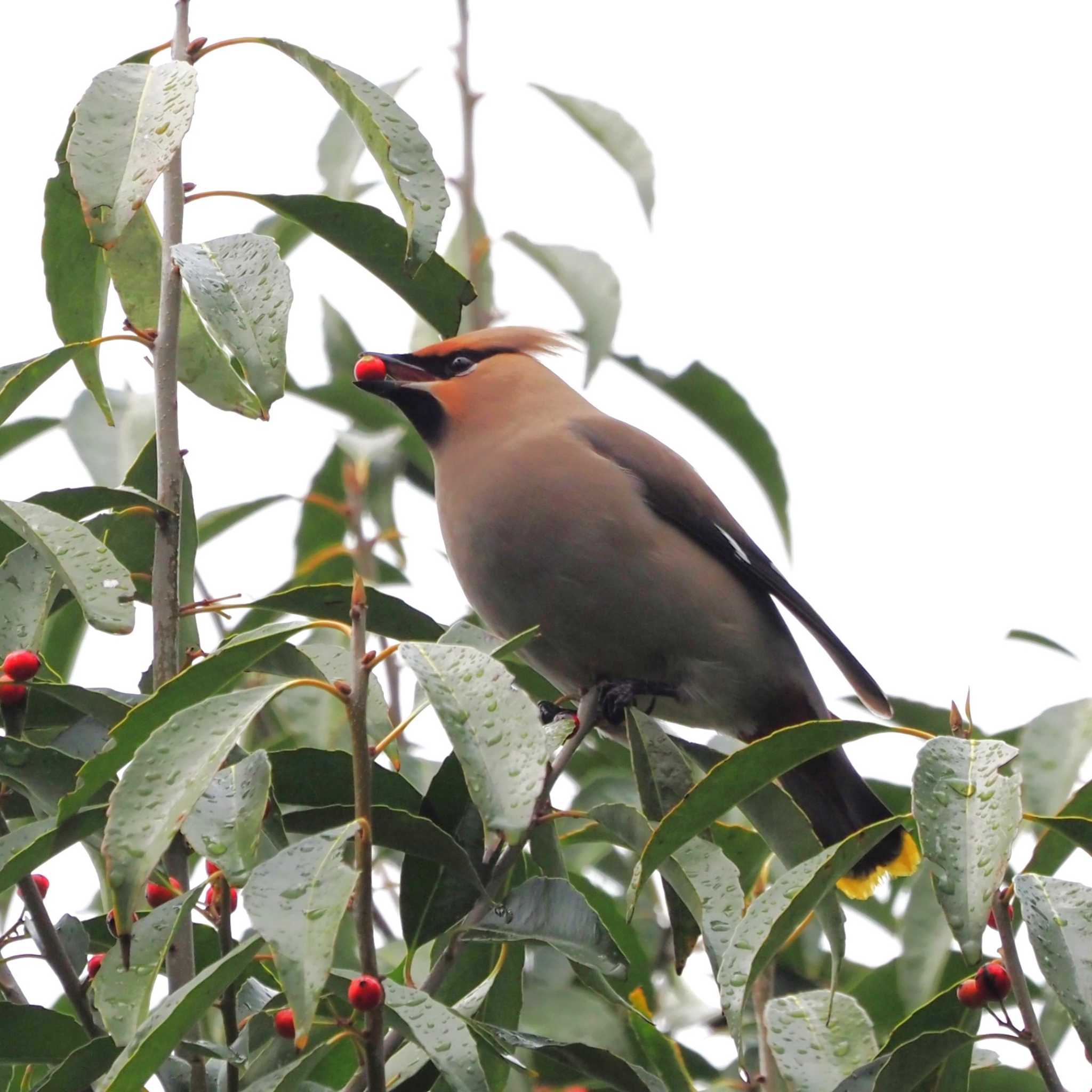Photo of Bohemian Waxwing at 姫路市自然観察の森 by しんちゃん