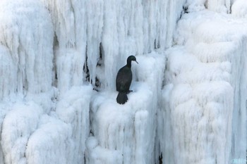 Pelagic Cormorant 納沙布岬 Mon, 2/5/2024