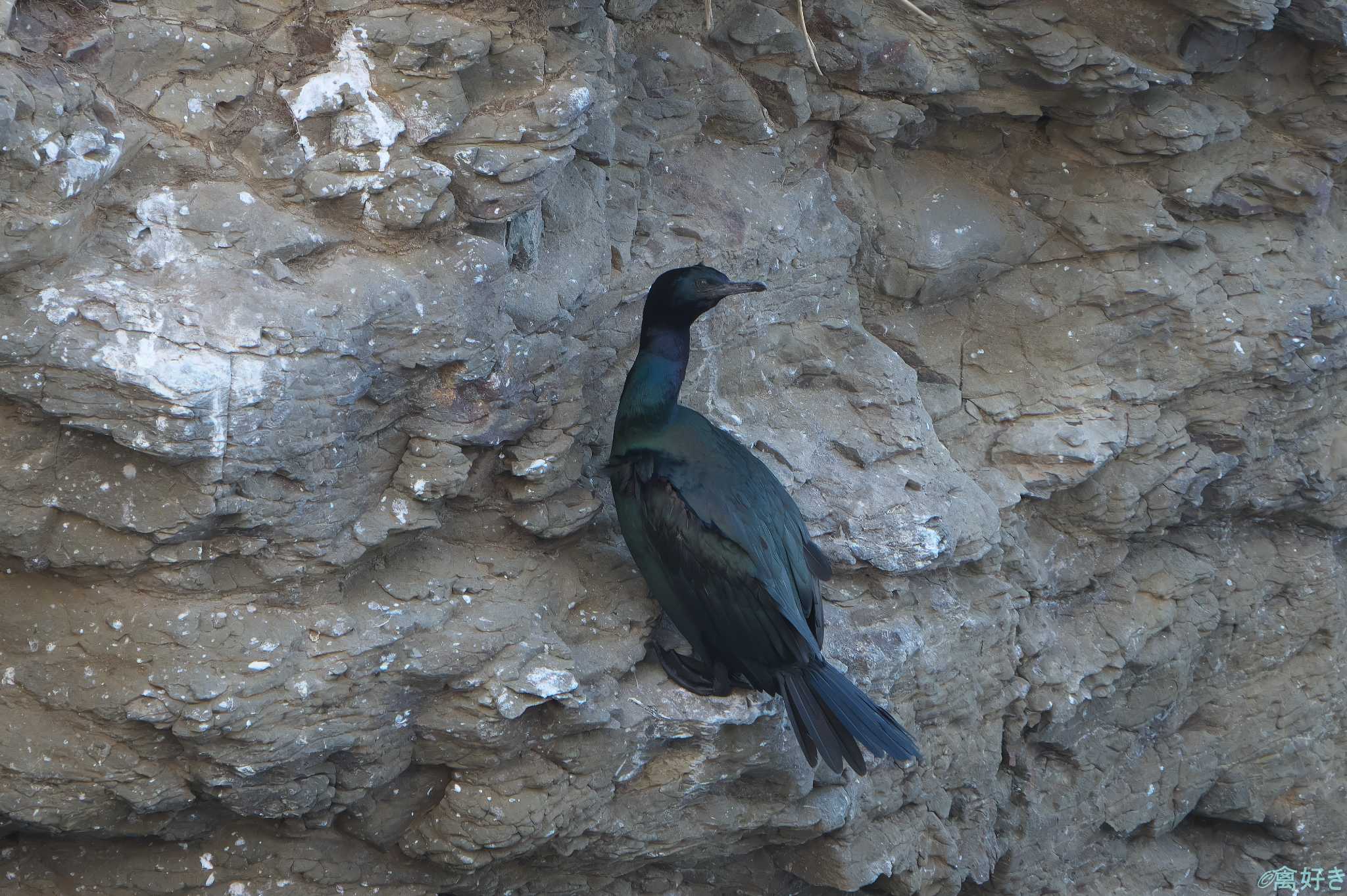 Photo of Pelagic Cormorant at 納沙布岬 by 禽好き