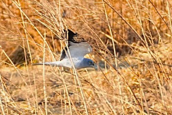 ハイイロチュウヒ 群馬県 2024年2月11日(日)