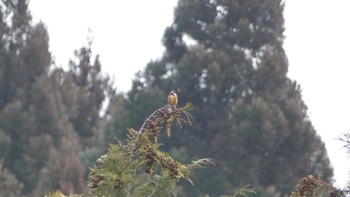 Sat, 2/17/2024 Birding report at 布目ダム