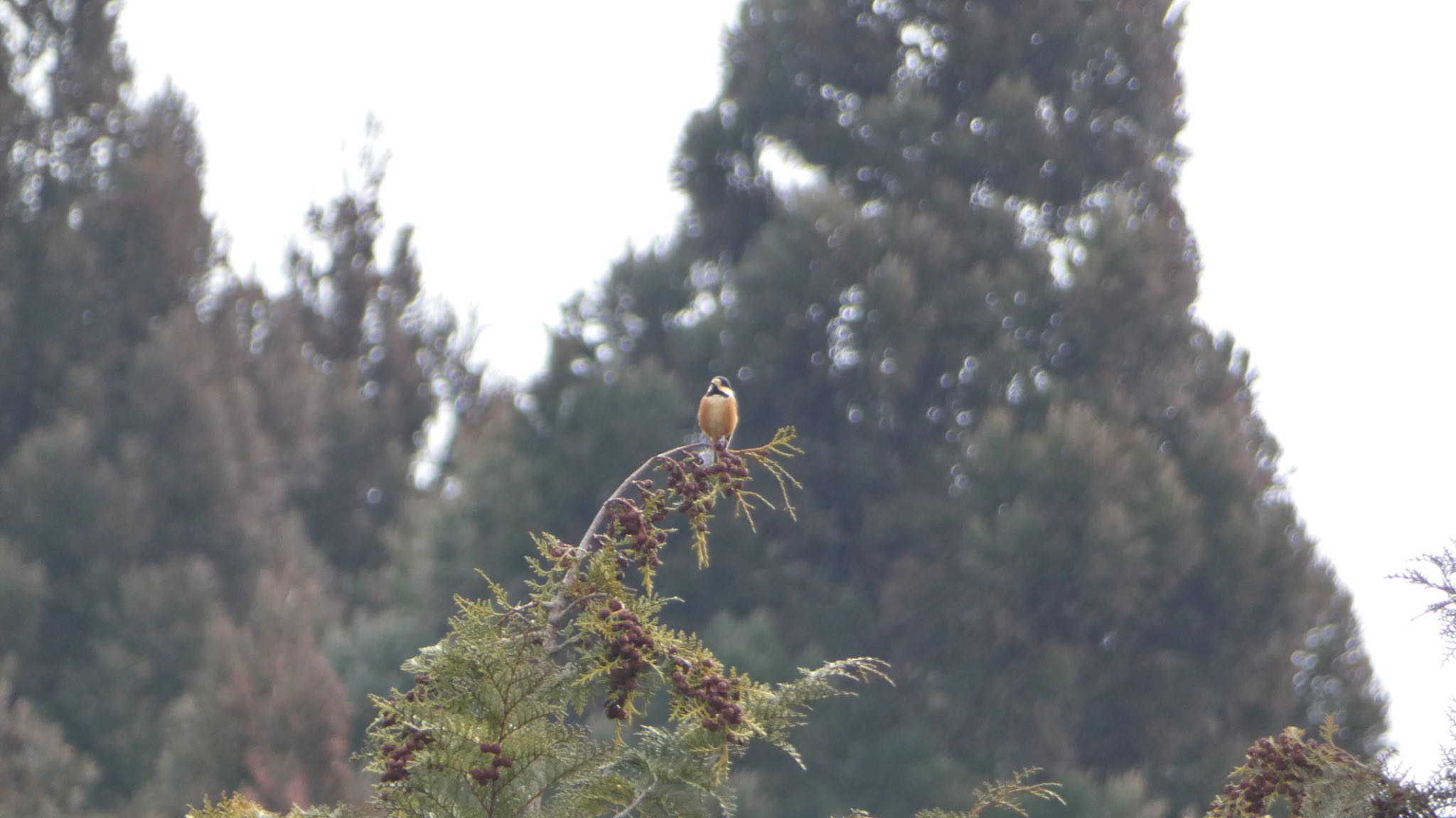 Varied Tit