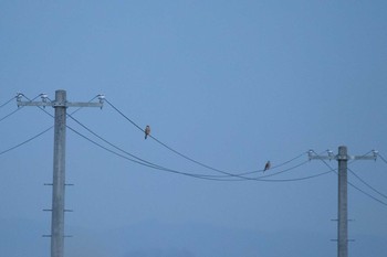 2018年11月24日(土) 蕪栗沼の野鳥観察記録