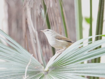 ウグイス 秋ヶ瀬公園 2024年2月18日(日)