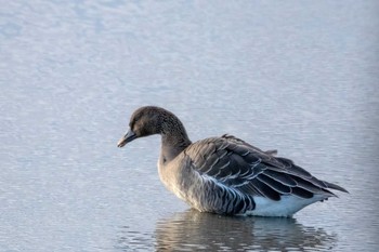 Tundra Bean Goose Kabukuri Pond Sat, 11/24/2018