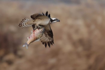 Osprey 愛知県 Fri, 2/9/2024