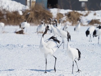 タンチョウ 鶴見台 2024年1月29日(月)