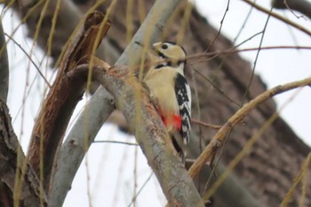 Mon, 2/19/2024 Birding report at 上谷沼調整池