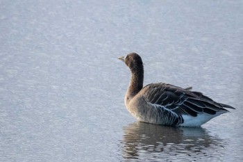 Tundra Bean Goose Kabukuri Pond Sat, 11/24/2018