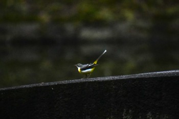 Grey Wagtail Koishikawa Korakuen Sat, 2/17/2024