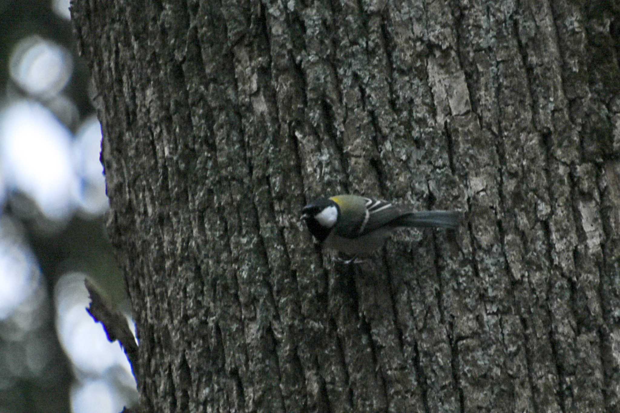 Photo of Japanese Tit at Koishikawa Korakuen by kengo-low