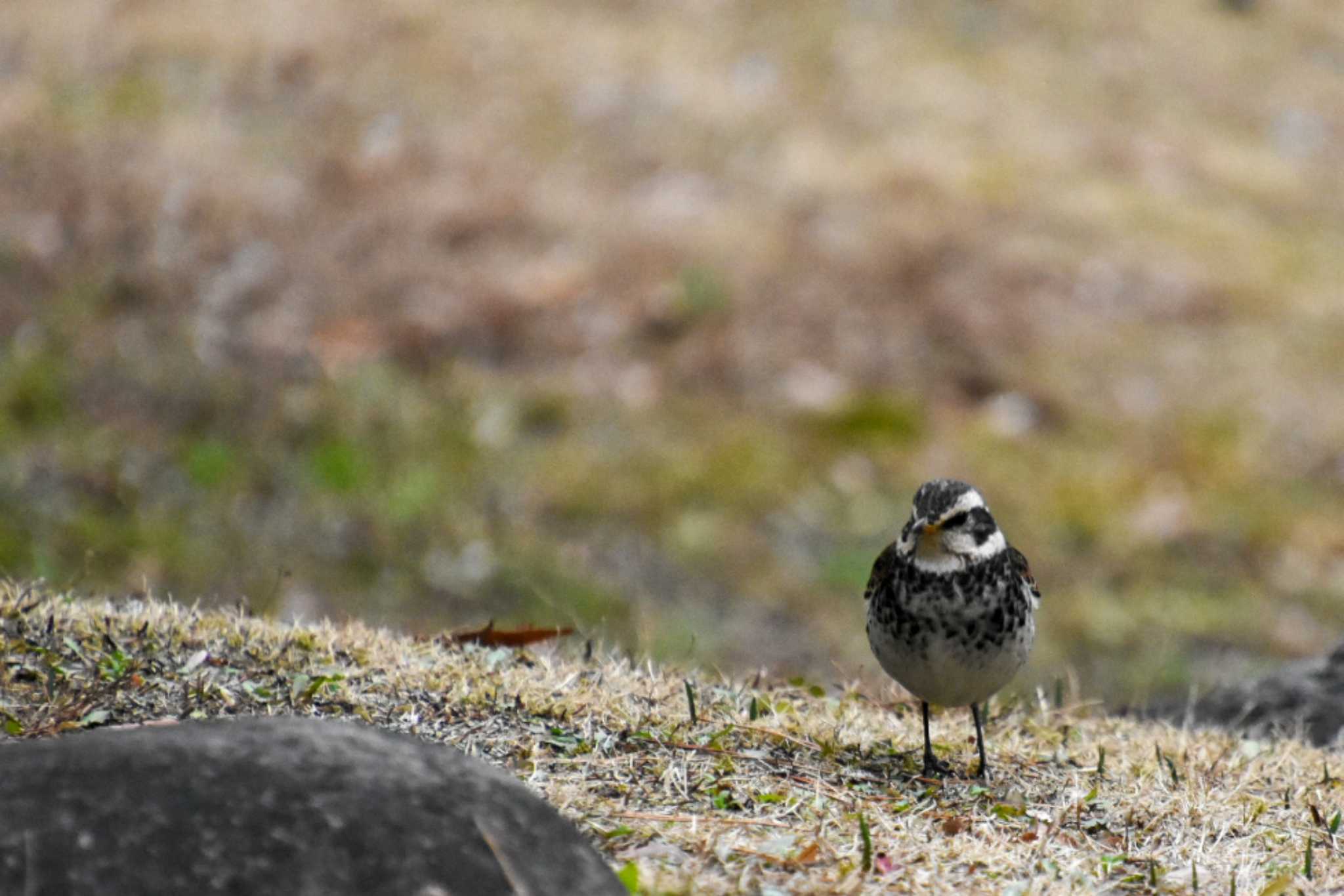 Photo of Dusky Thrush at Koishikawa Korakuen by kengo-low