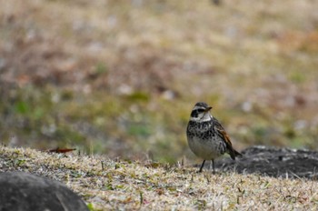 Dusky Thrush Koishikawa Korakuen Sat, 2/17/2024