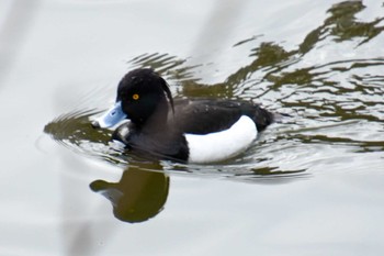 Tufted Duck 市ヶ谷濠 Sat, 2/17/2024