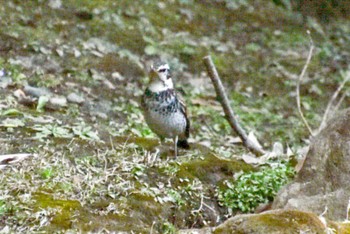 Dusky Thrush Koishikawa Korakuen Sat, 2/17/2024