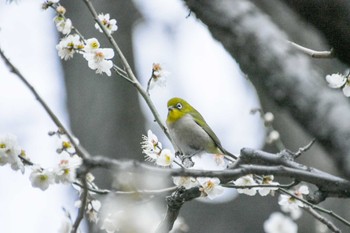 Warbling White-eye Koishikawa Korakuen Sat, 2/17/2024