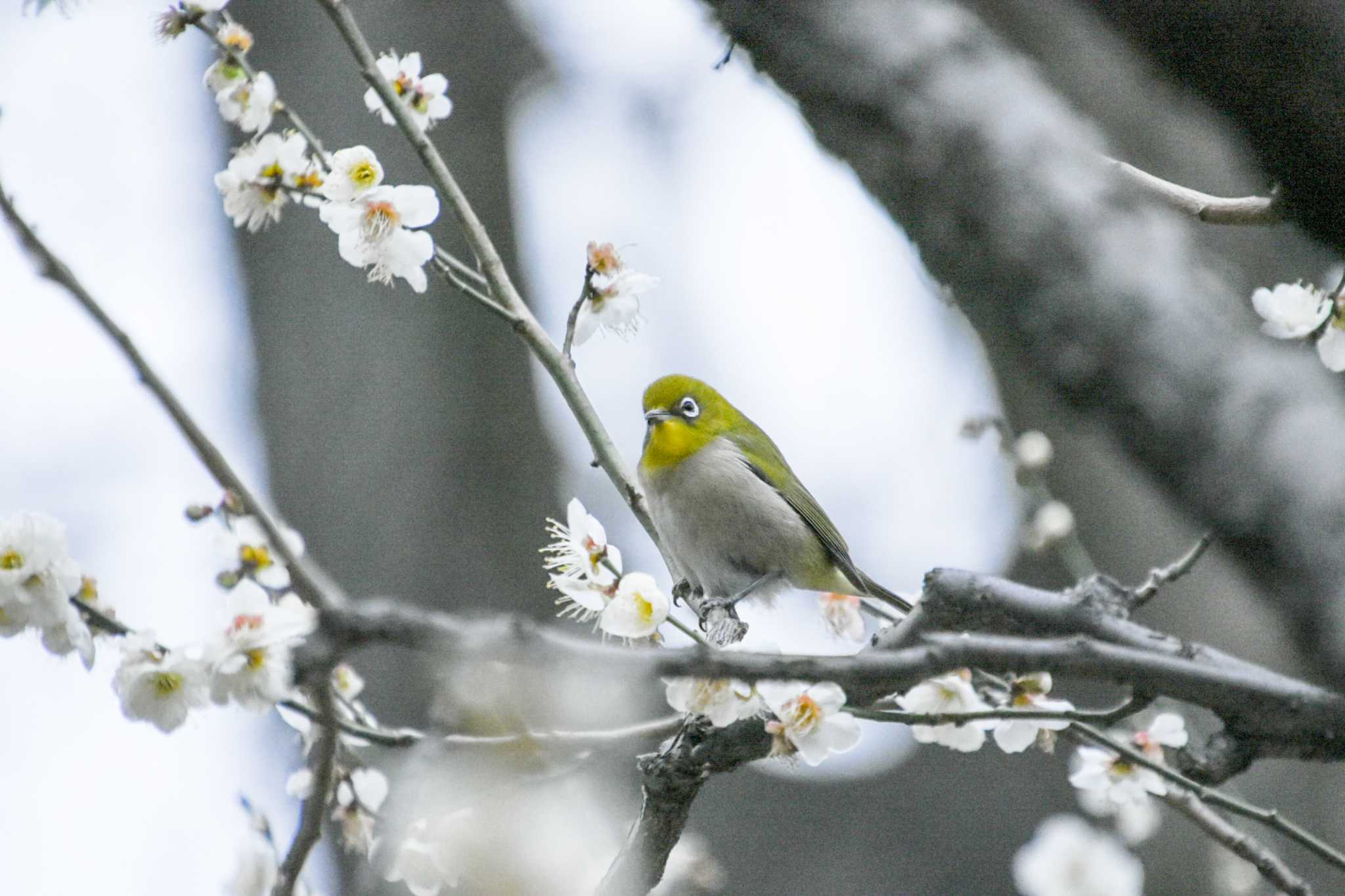 Photo of Warbling White-eye at Koishikawa Korakuen by kengo-low