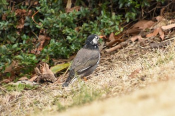 White-cheeked Starling Shinjuku Gyoen National Garden Sun, 2/18/2024