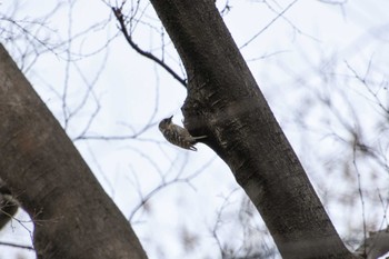 Japanese Pygmy Woodpecker Shinjuku Gyoen National Garden Sun, 2/18/2024