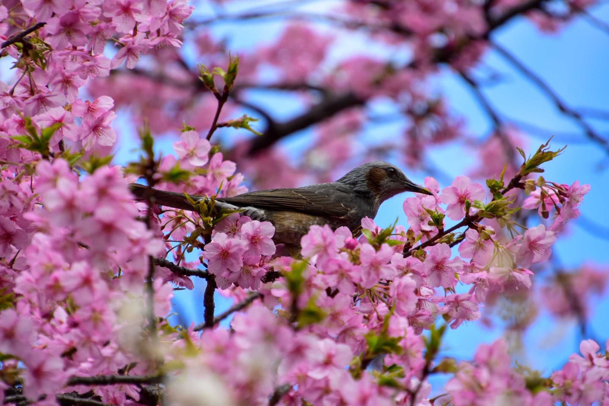 Photo of Brown-eared Bulbul at Shinjuku Gyoen National Garden by kengo-low