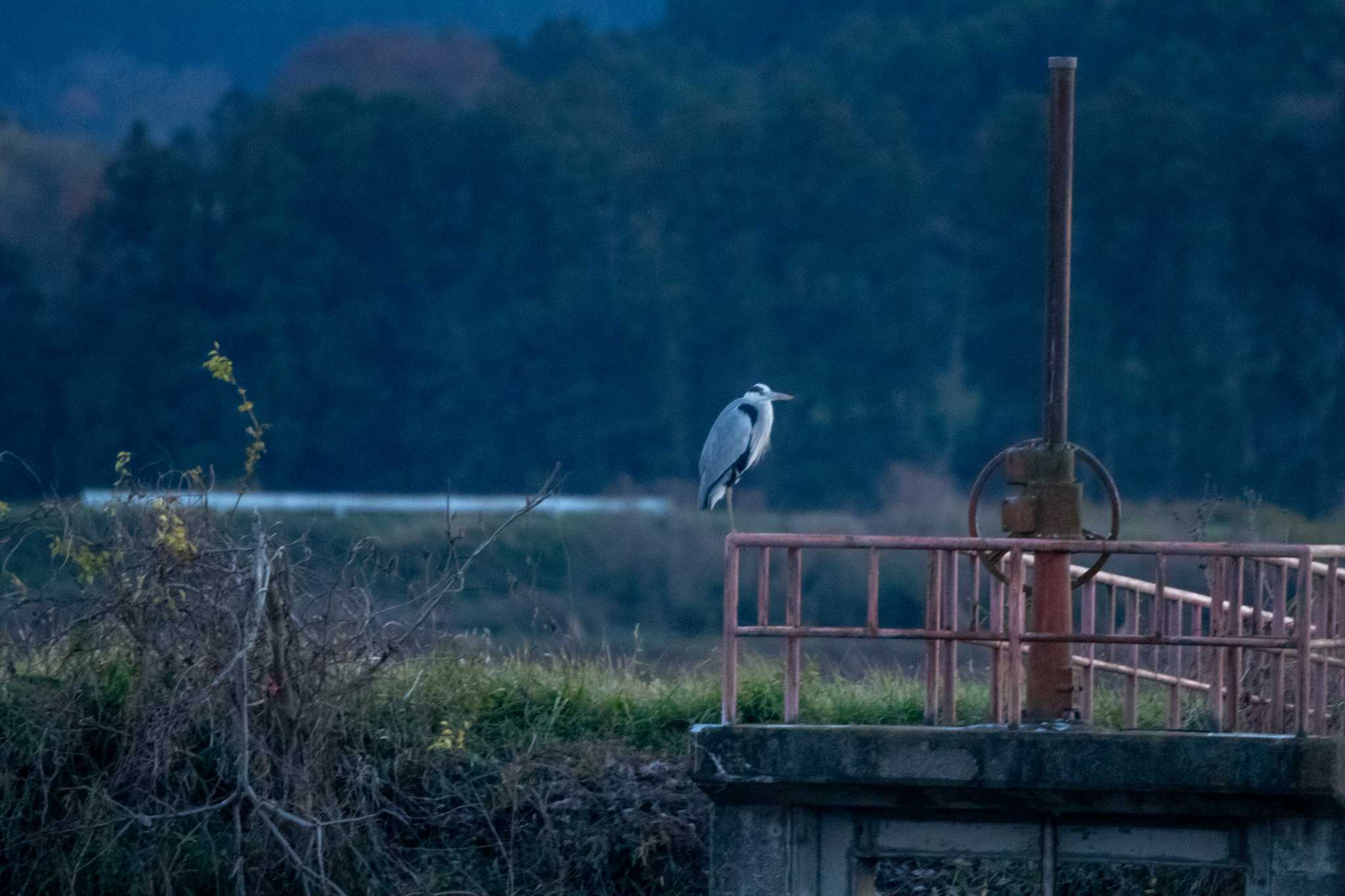 Photo of Grey Heron at Kabukuri Pond by かつきち