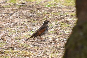 Dusky Thrush Shinjuku Gyoen National Garden Sun, 2/18/2024