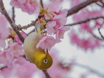 Warbling White-eye 佐鳴湖 Sat, 2/17/2024