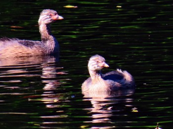 Australasian Grebe Centennial Park (Sydney) Fri, 2/2/2024